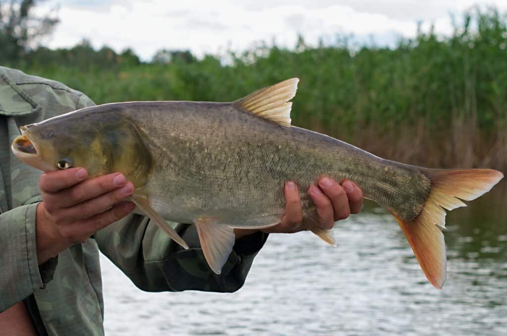 Discover the 15 Largest Fish Ever Caught in Tennessee