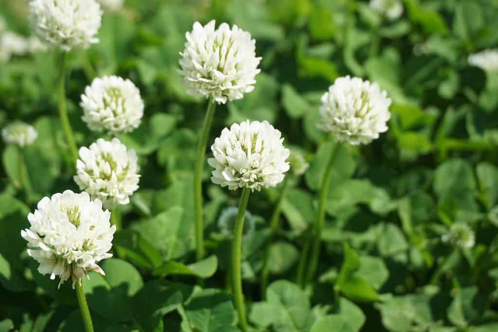 15  Amazing Plants That Start With W