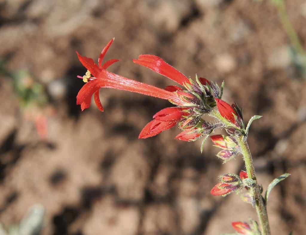 23 Beautiful Types of Red Wildflowers