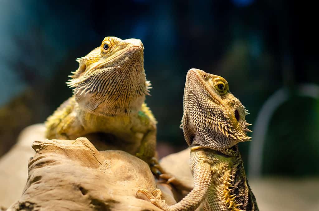 Bearded Dragon Tail Rot: Common Symptoms and Causes (Plus How to Treat It)