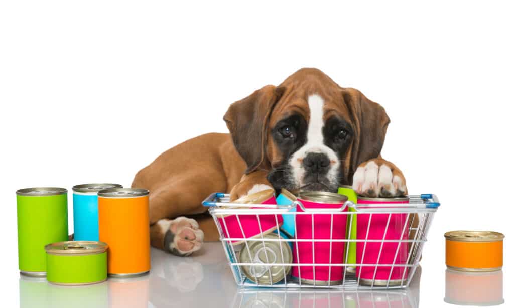 Is Kibble, a Raw Diet, or Canned Food Better For Dogs?