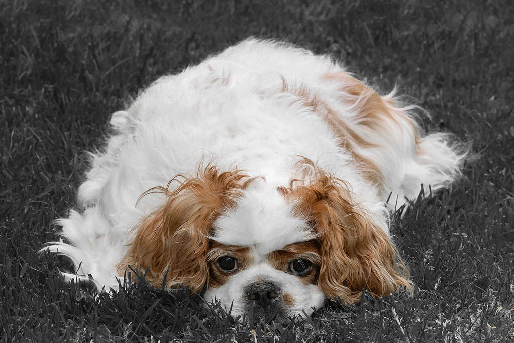 8 Common Complaints About Cavalier King Charles Spaniels