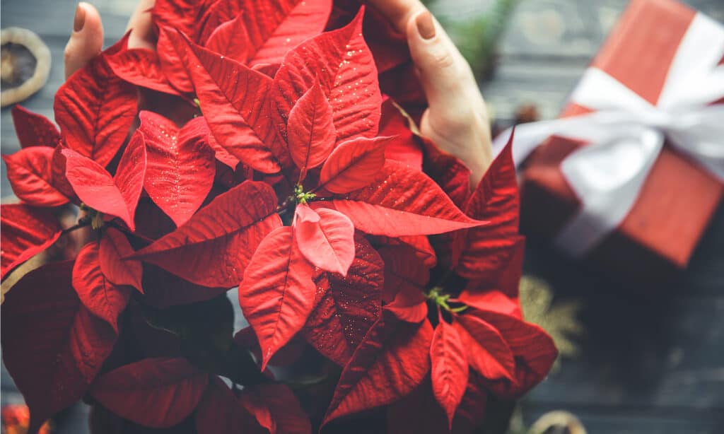 23 Beautiful Types of Red Wildflowers