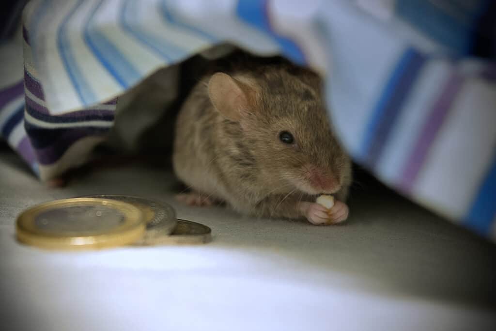 8 Cheapest Mice to Keep as Pets