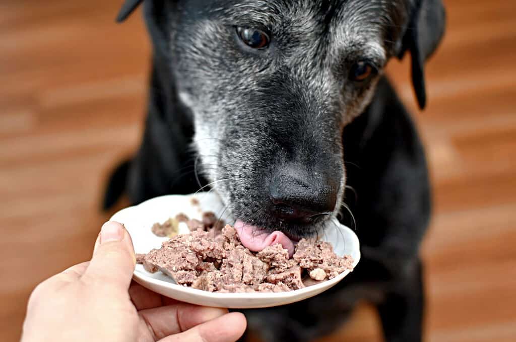 Is Kibble, a Raw Diet, or Canned Food Better For Dogs?