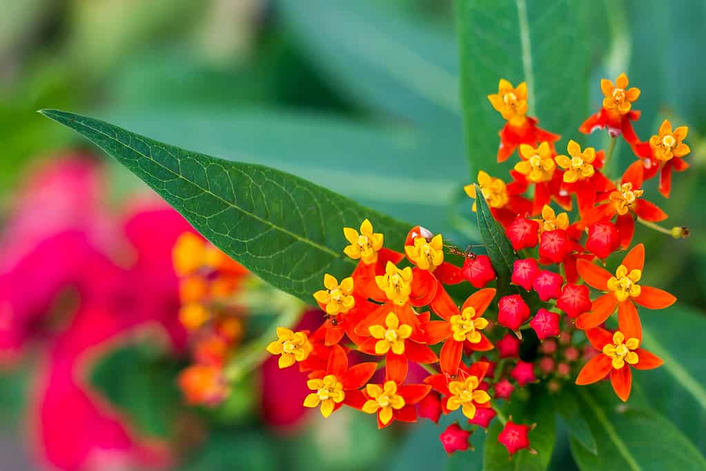 23 Beautiful Types of Red Wildflowers