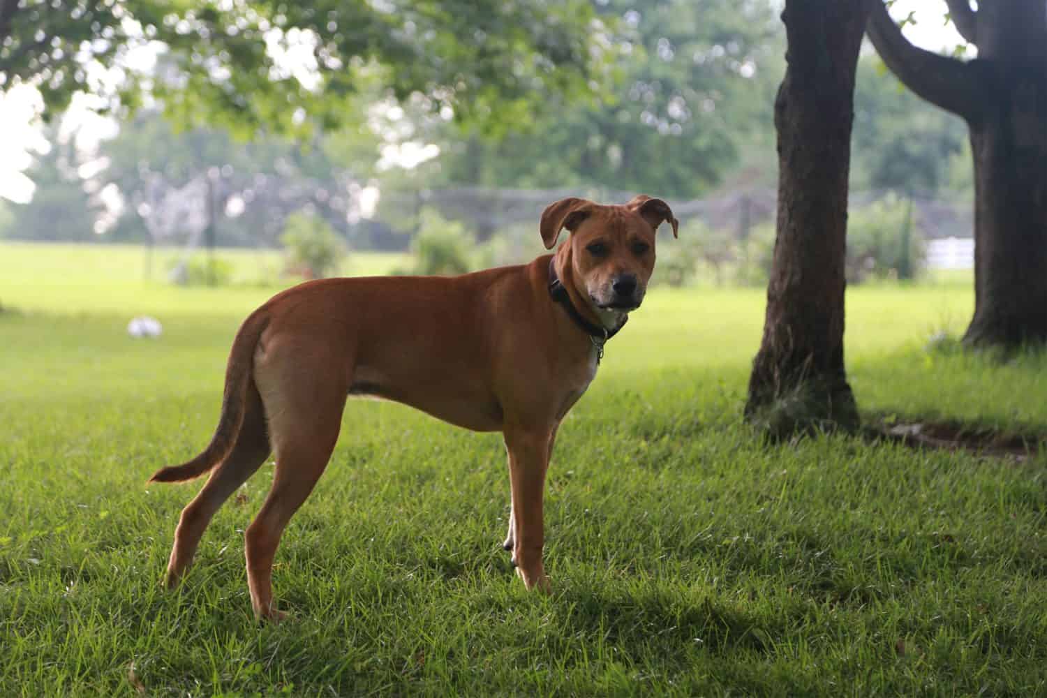 Black Mouth Cur Boxer Mix