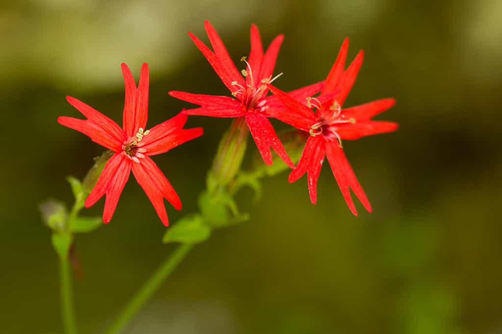 23 Beautiful Types of Red Wildflowers