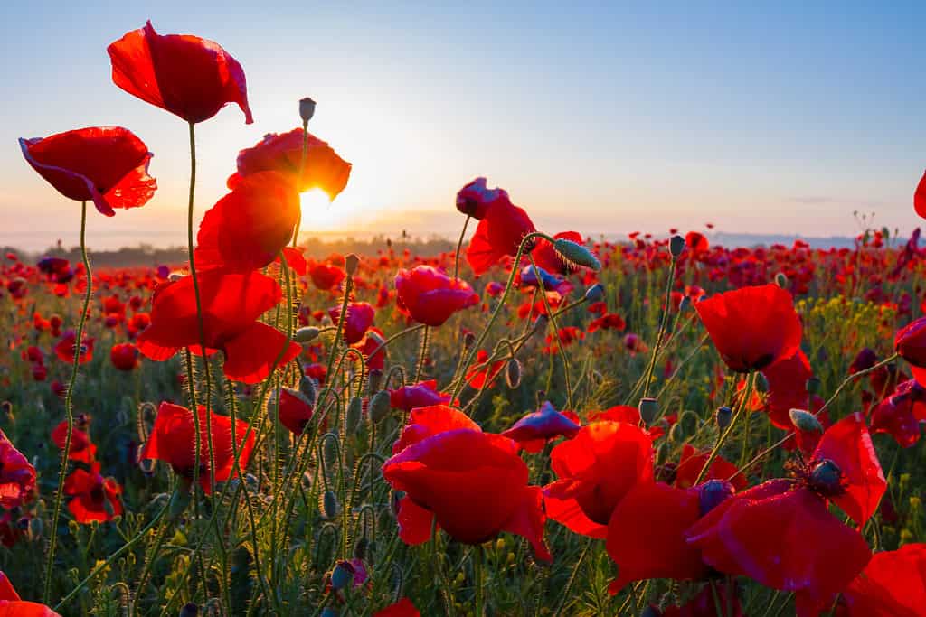 23 Beautiful Types of Red Wildflowers