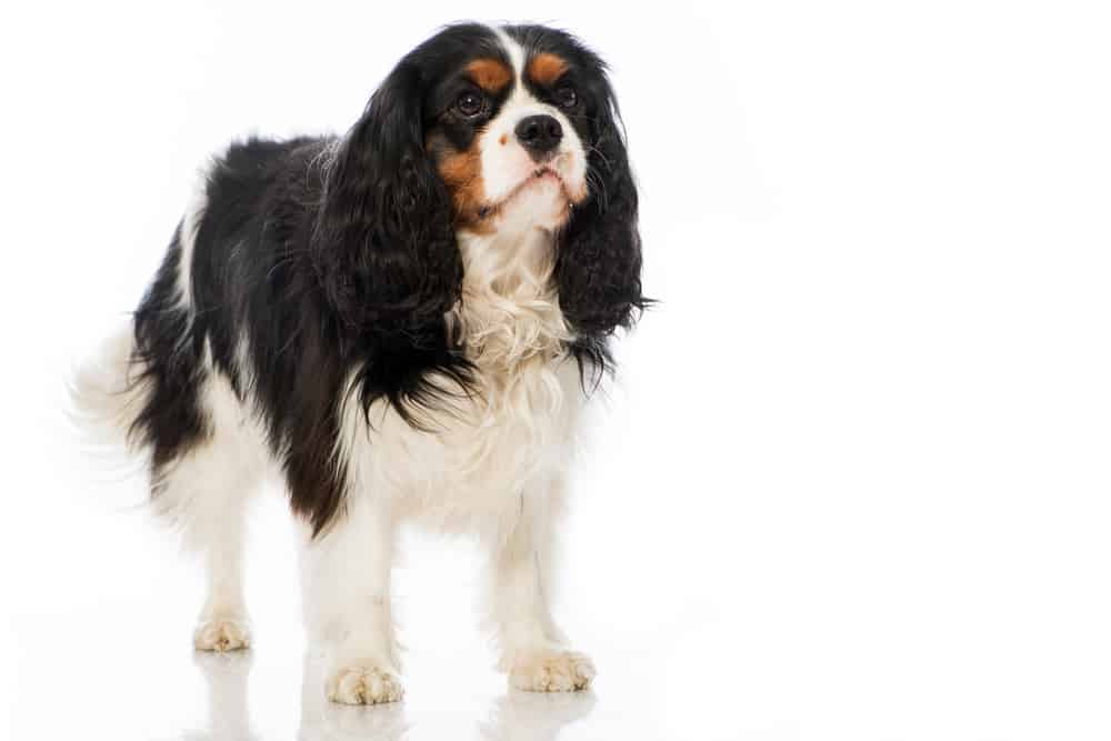 8 Common Complaints About Cavalier King Charles Spaniels