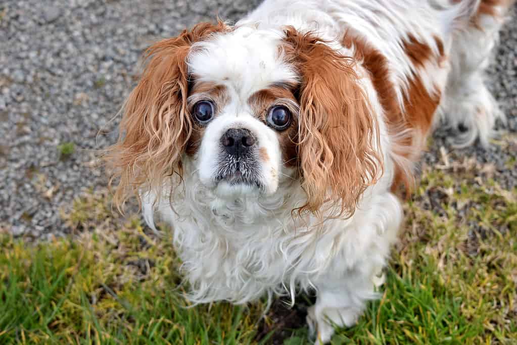 8 Common Complaints About Cavalier King Charles Spaniels