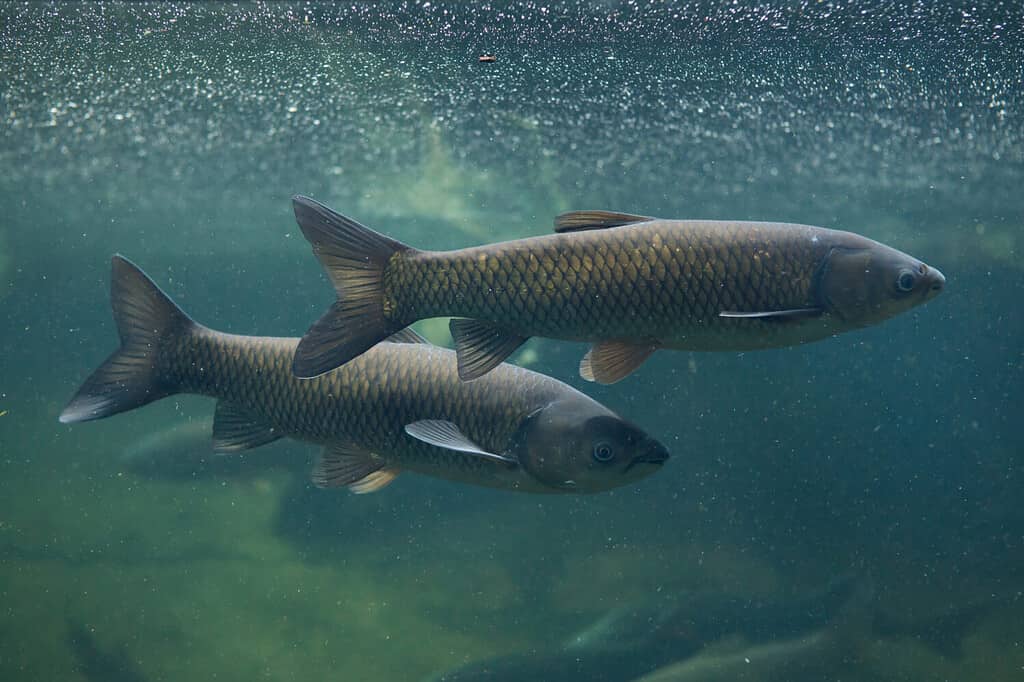 Discover the 15 Largest Fish Ever Caught in Tennessee