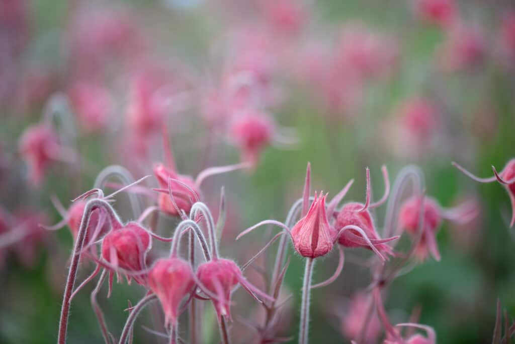 23 Beautiful Types of Red Wildflowers