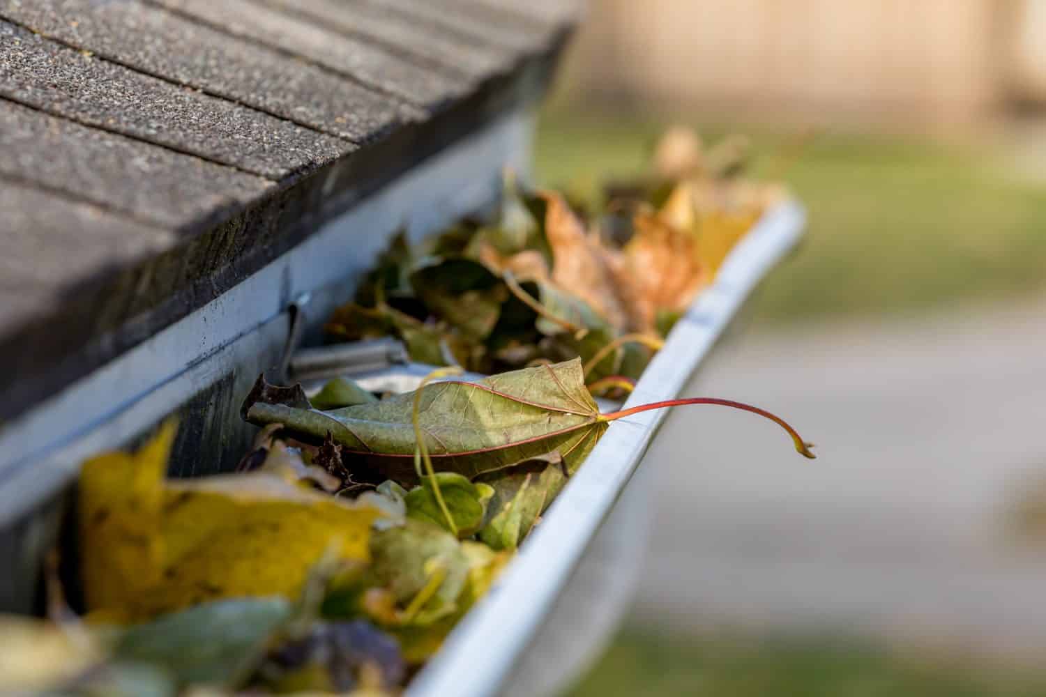 5 Reasons You Should Finally Buy a Leaf Vacuum This Fall