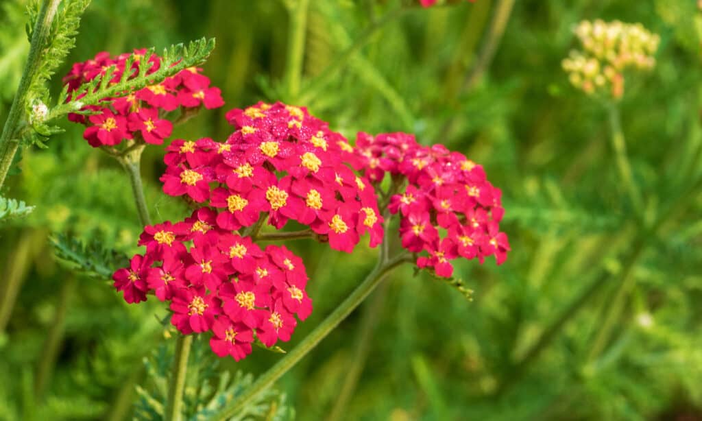 23 Beautiful Types of Red Wildflowers