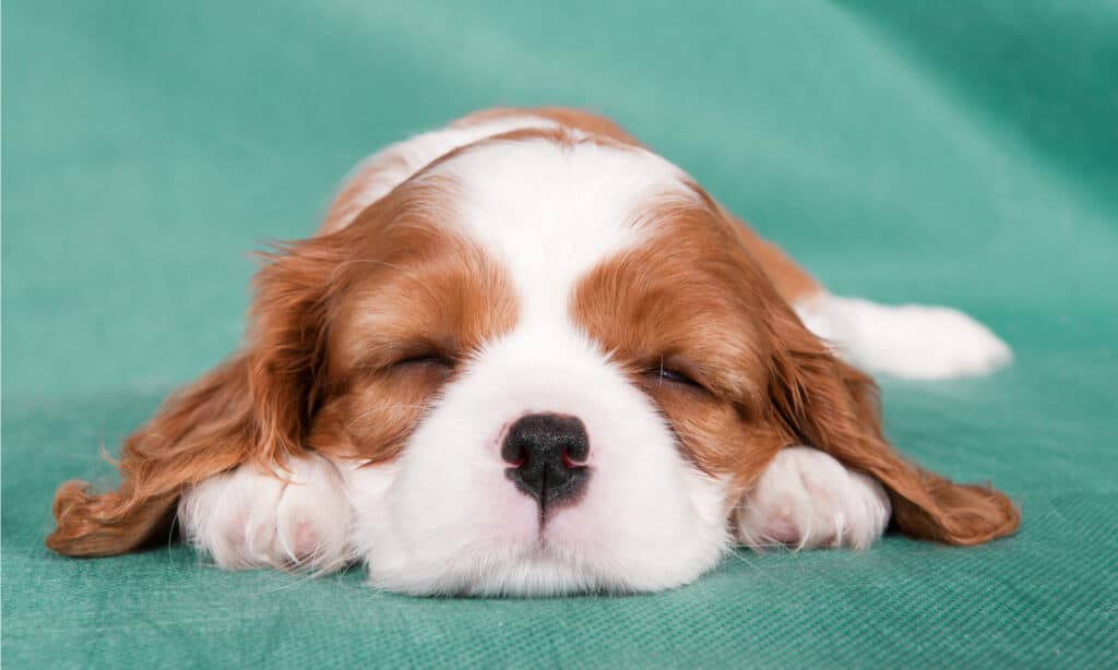 8 Common Complaints About Cavalier King Charles Spaniels