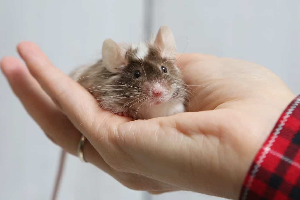 8 Cheapest Mice to Keep as Pets