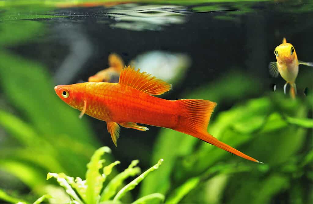 The 13 Easiest Pet Fish to Take Care of For New Owners