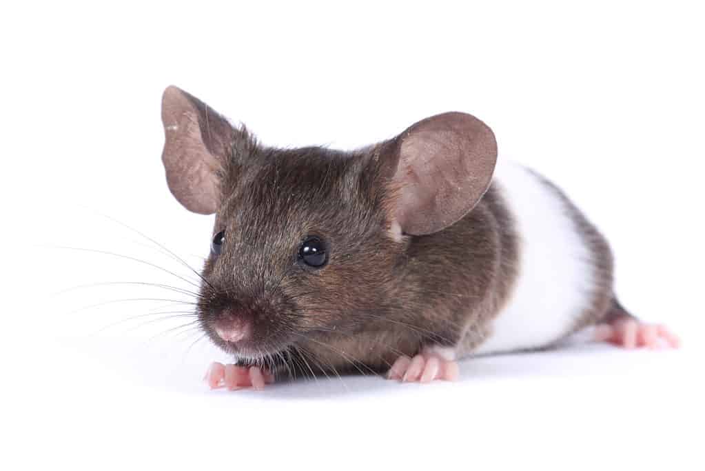 8 Cheapest Mice to Keep as Pets