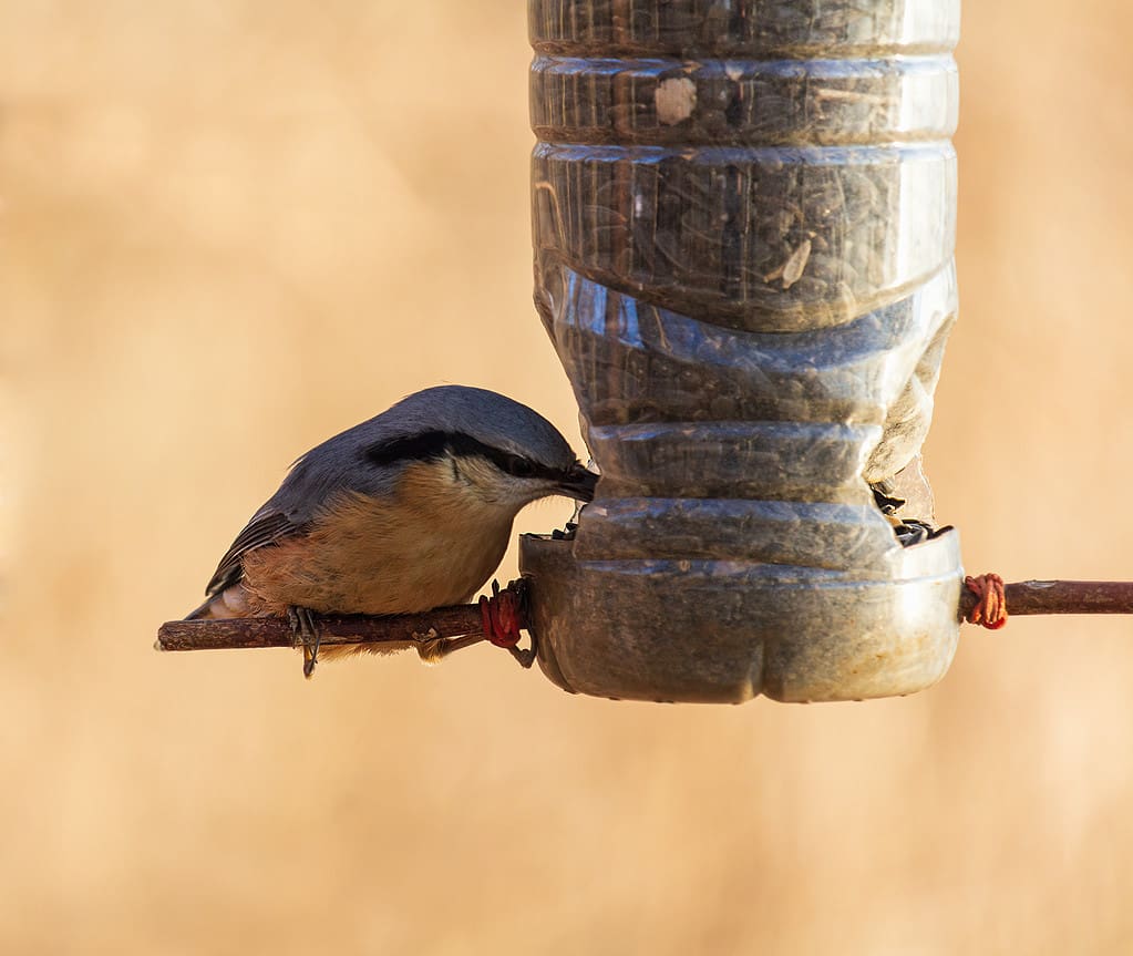 Discover 6 Excellent Homemade Bird Feeders