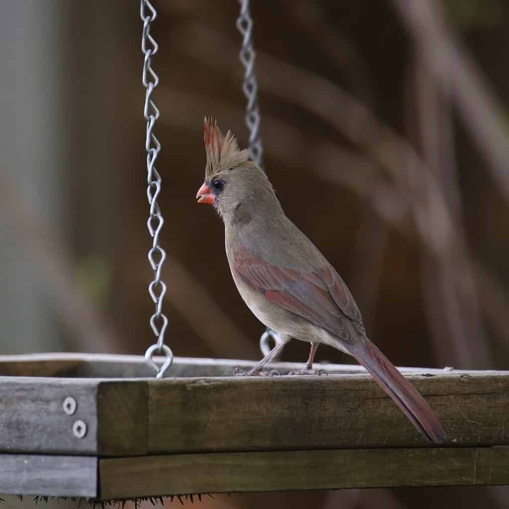 Discover 6 Excellent Homemade Bird Feeders