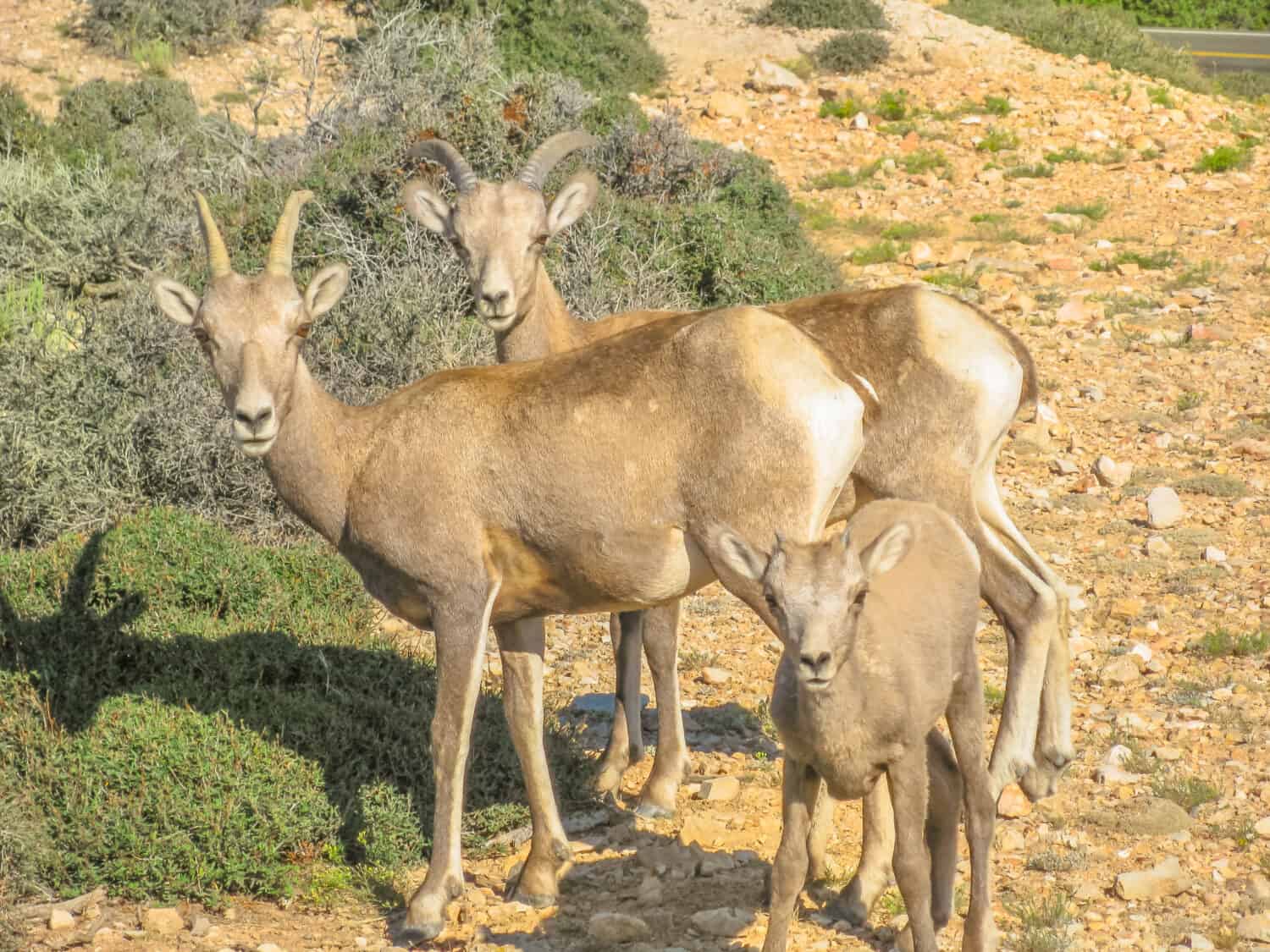 Hunting in Nevada: 7 Great Public Hunting Lands