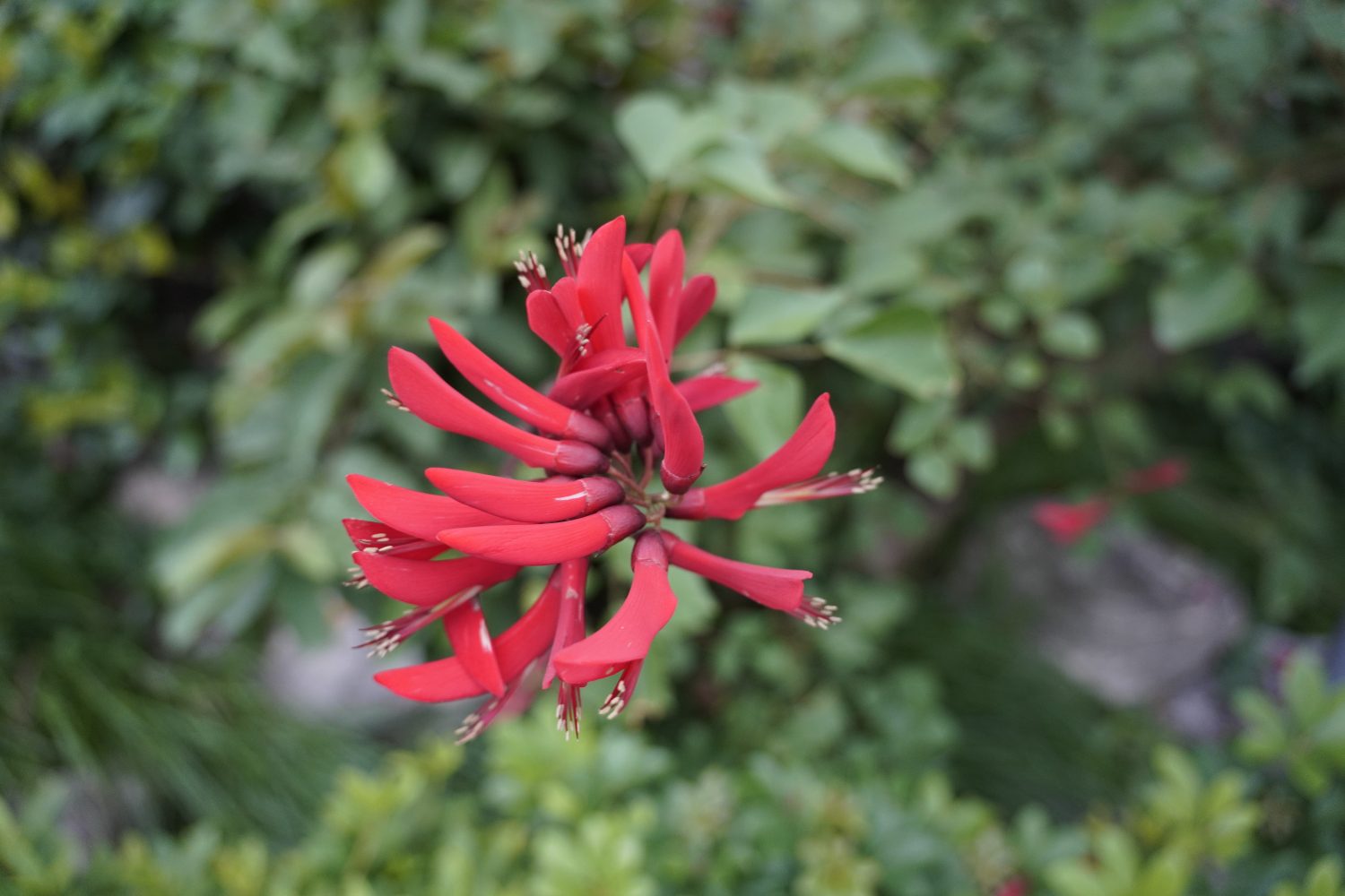 23 Beautiful Types of Red Wildflowers