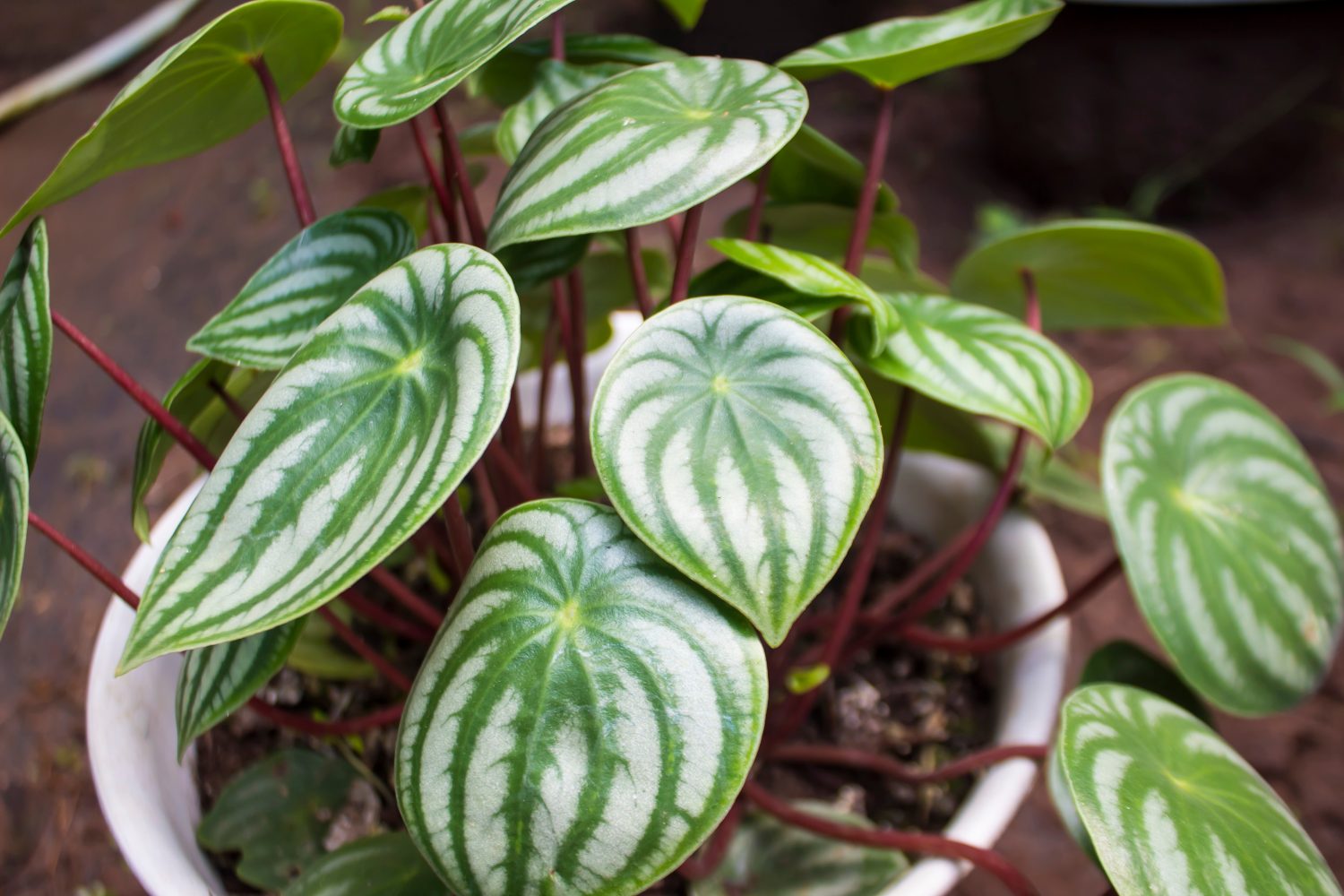 15  Amazing Plants That Start With W