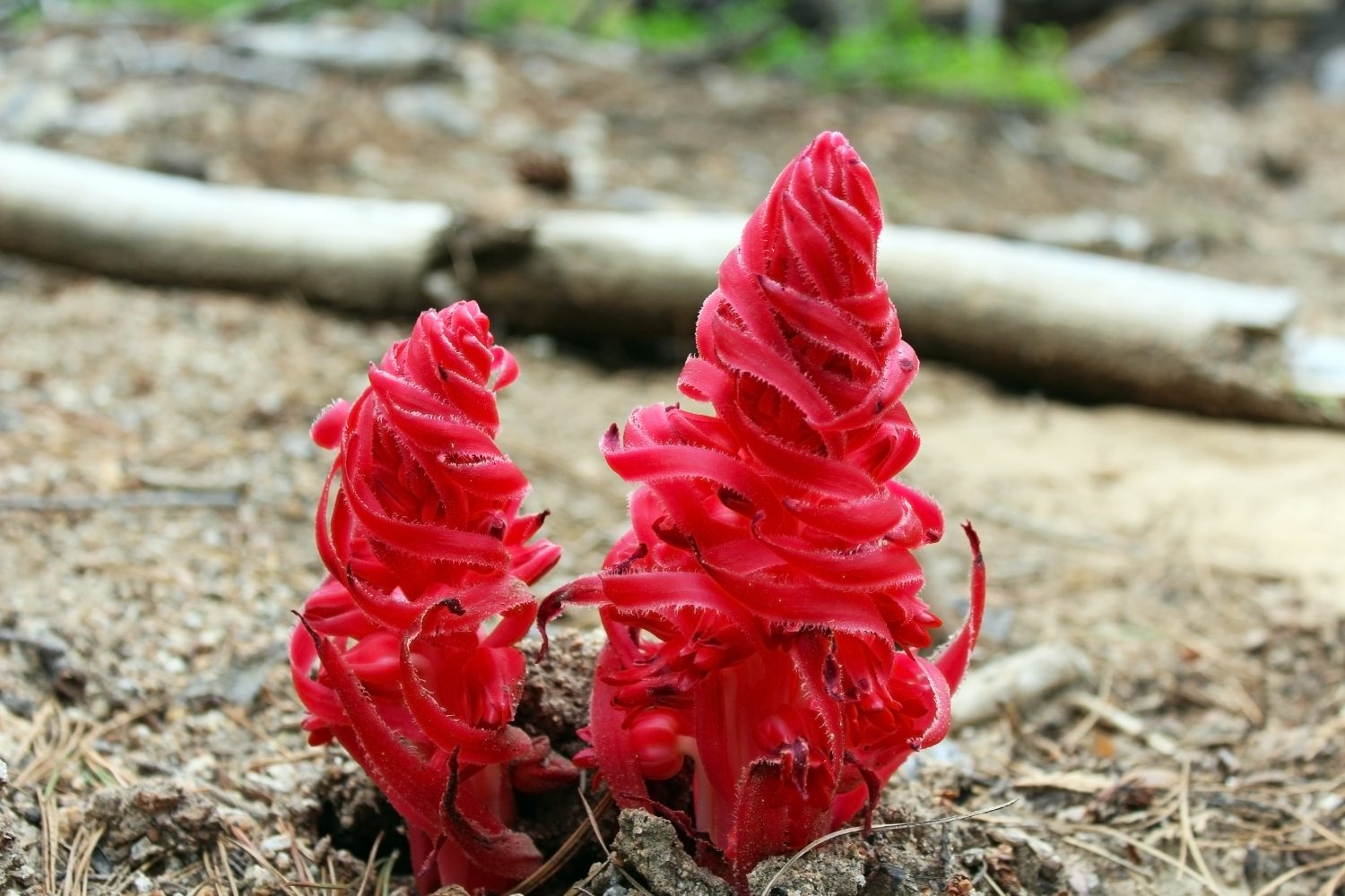 23 Beautiful Types of Red Wildflowers