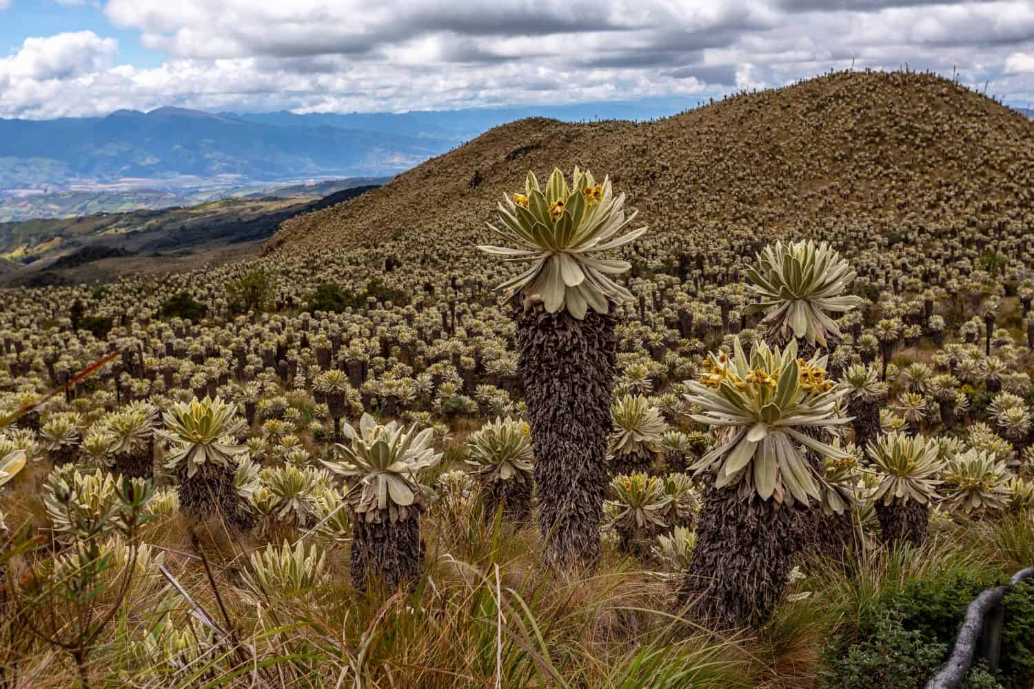 13 Amazing Plants That Thrive In The Savanna