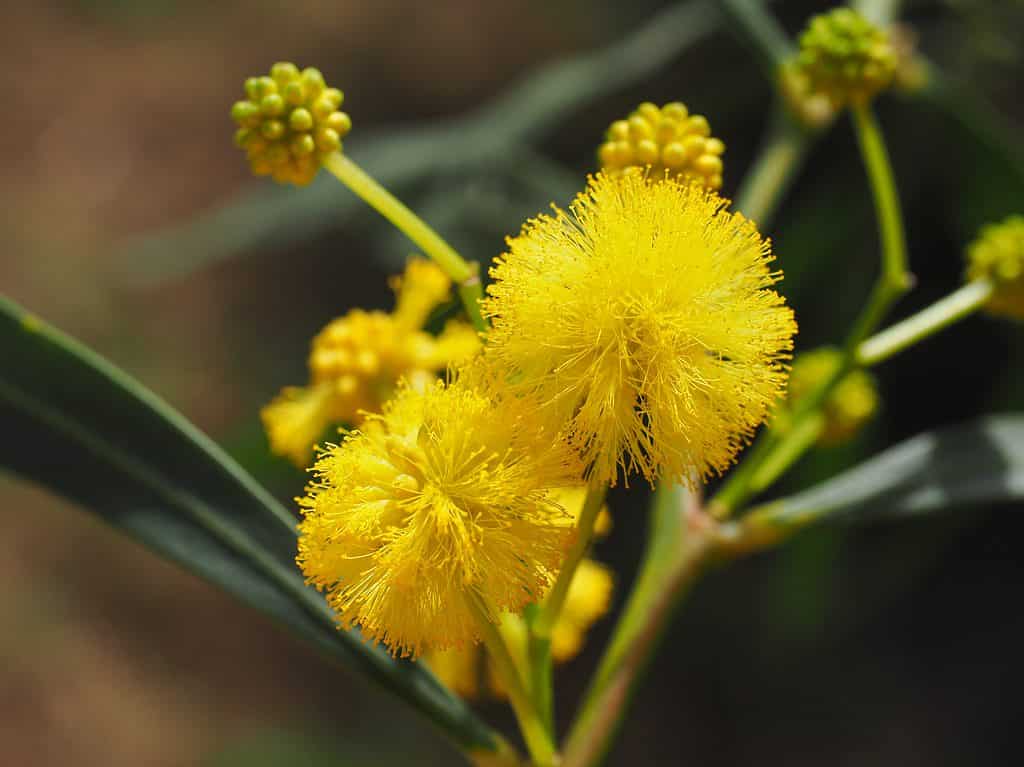 13 Amazing Plants That Thrive In The Savanna