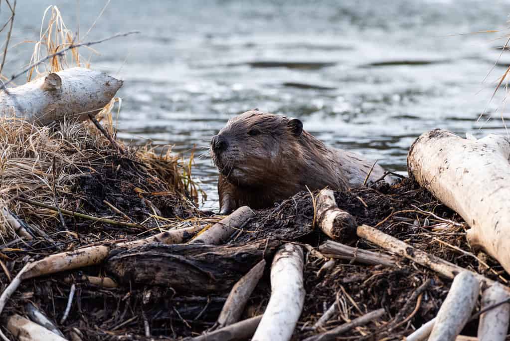 November Full Moon: Explore the Origin and Meaning of the Beaver Moon