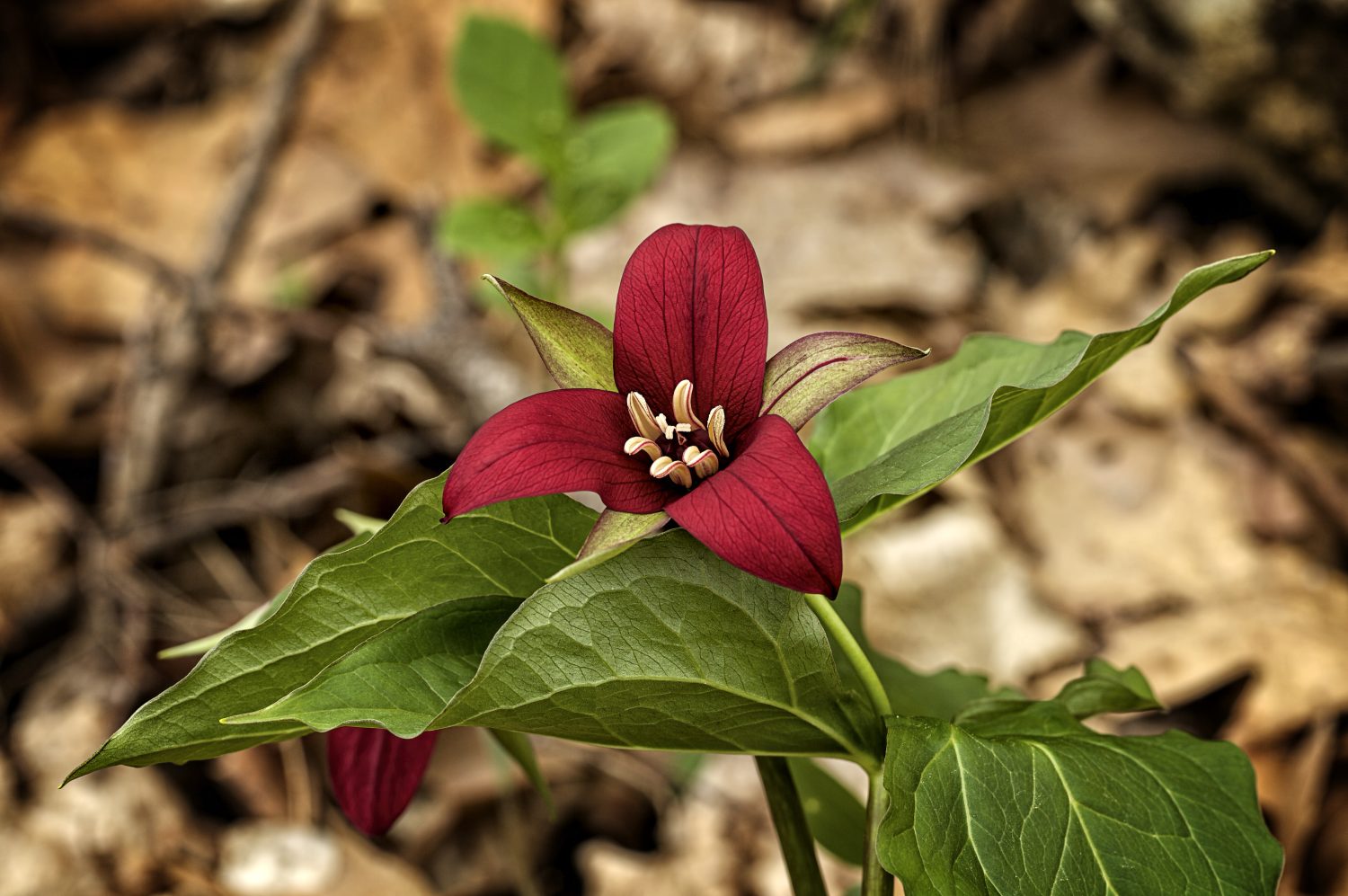 23 Beautiful Types of Red Wildflowers