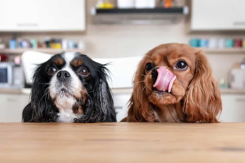 Is Kibble, a Raw Diet, or Canned Food Better For Dogs?