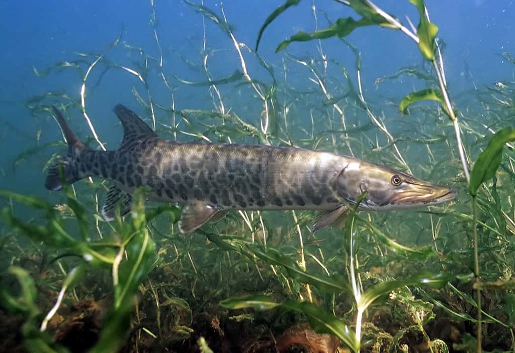 Discover the 15 Largest Fish Ever Caught in Tennessee