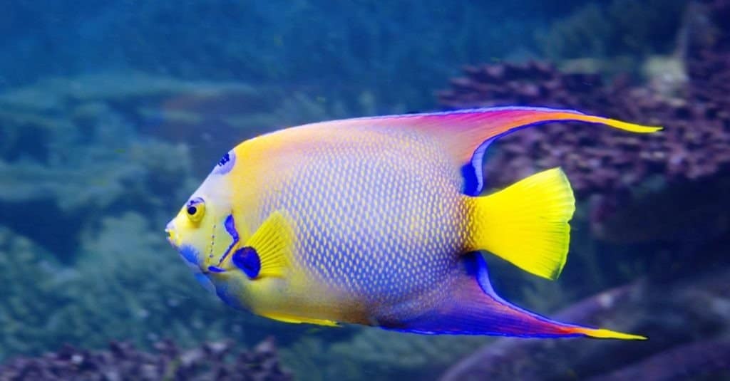 The 13 Easiest Pet Fish to Take Care of For New Owners