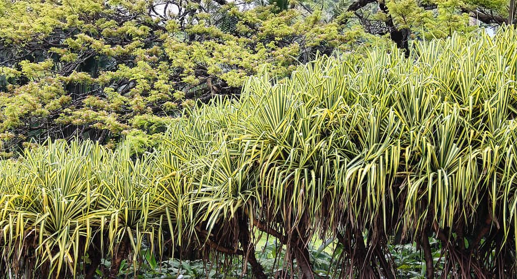 13 Amazing Plants That Thrive In The Savanna