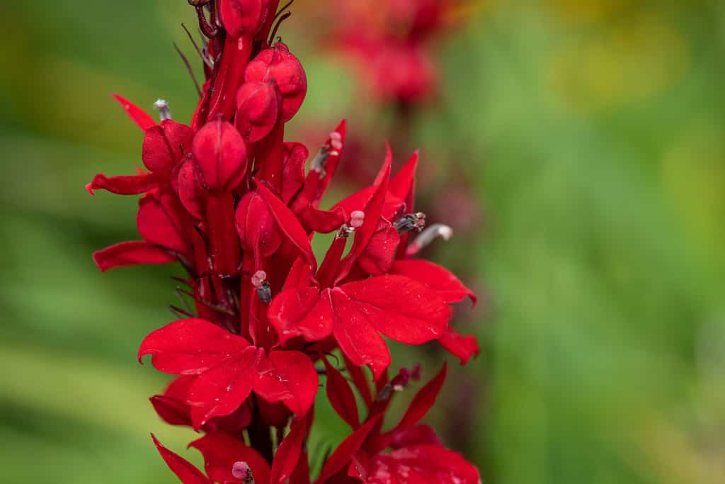 23 Beautiful Types of Red Wildflowers