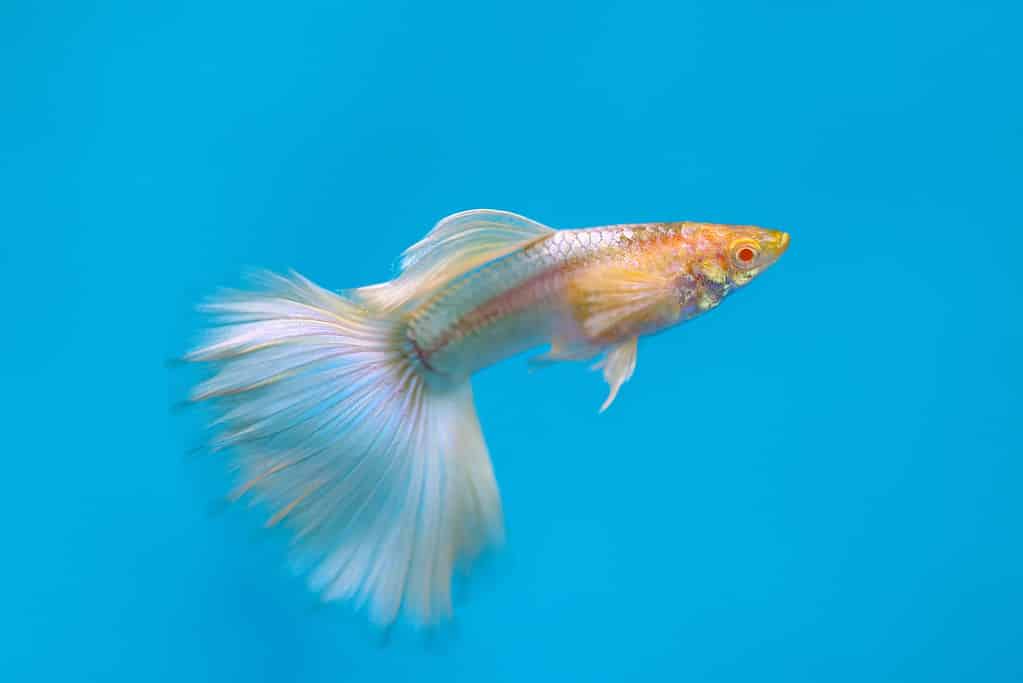 The 13 Easiest Pet Fish to Take Care of For New Owners