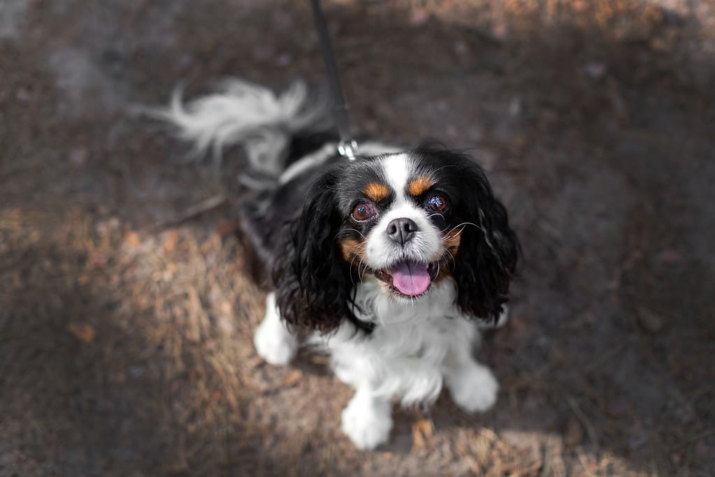 8 Common Complaints About Cavalier King Charles Spaniels