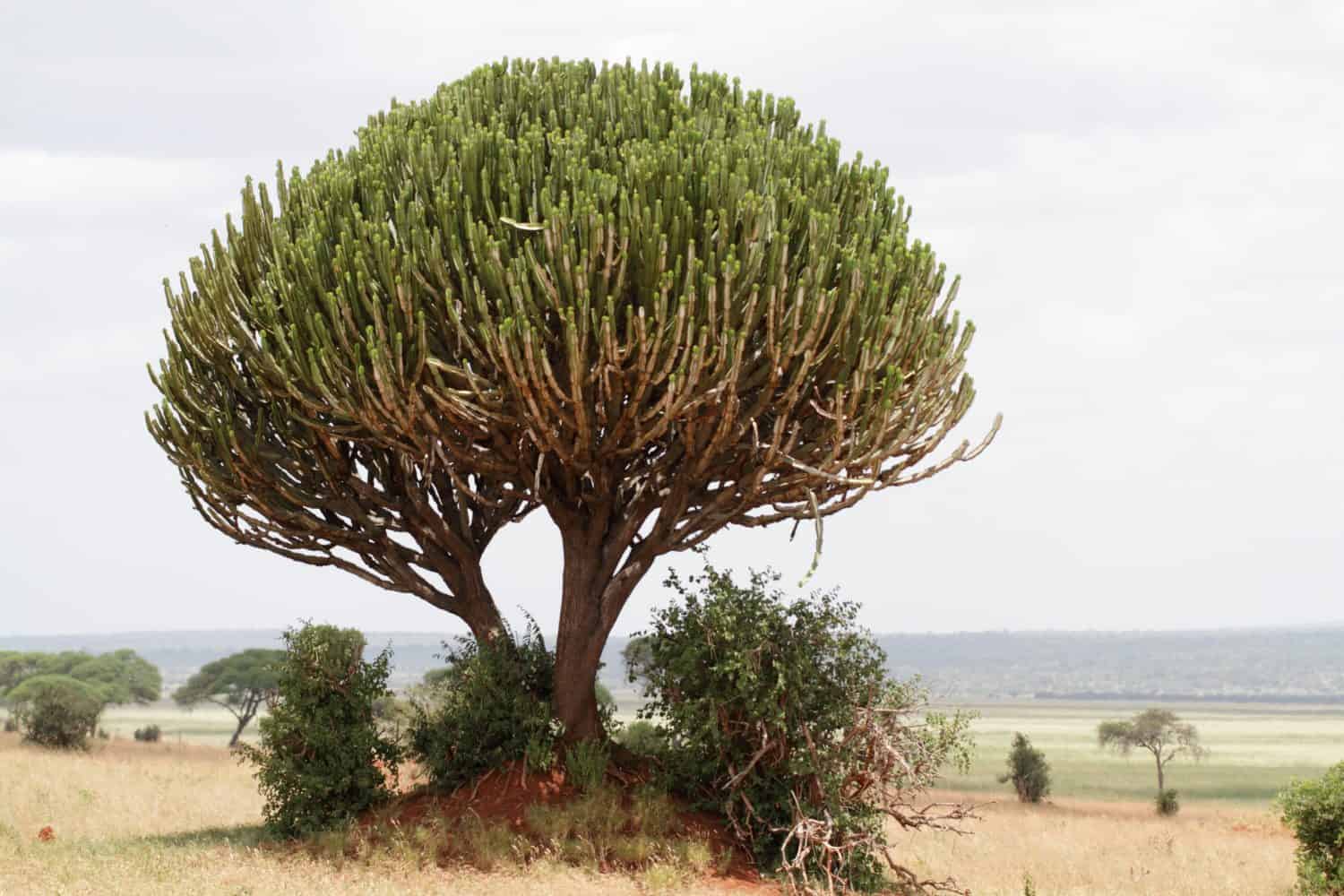 13 Amazing Plants That Thrive In The Savanna