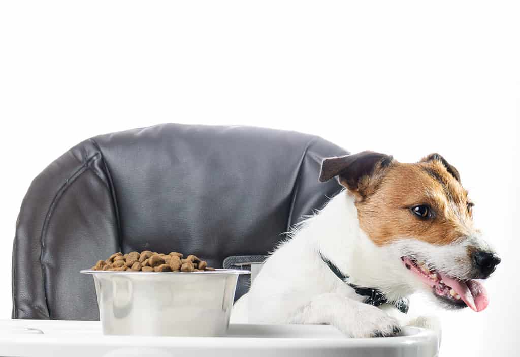 Is Kibble, a Raw Diet, or Canned Food Better For Dogs?