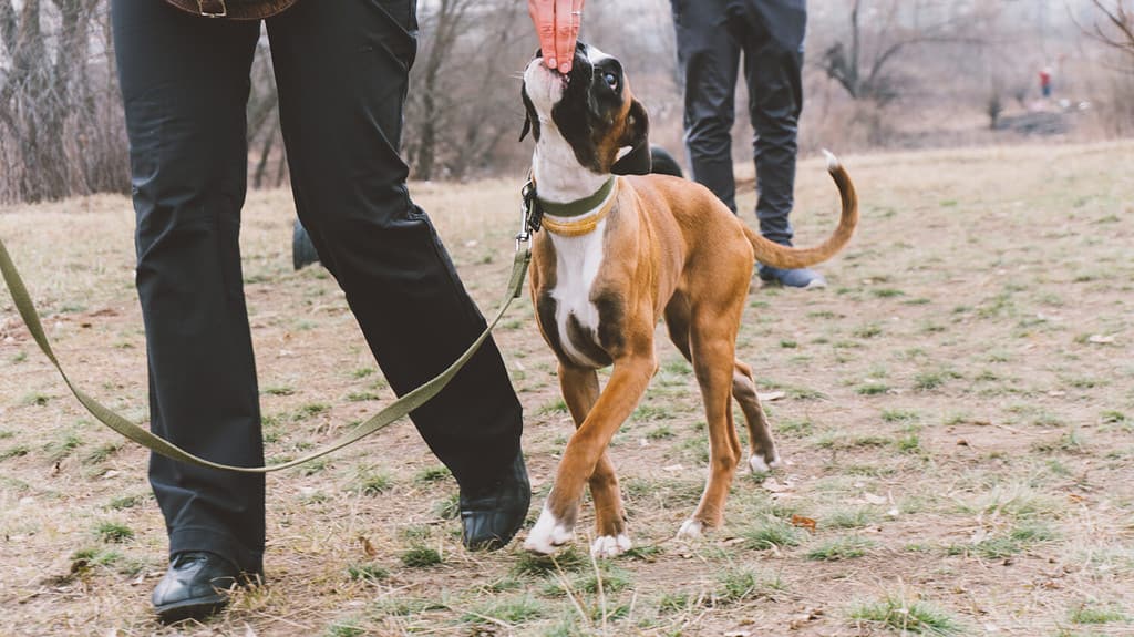 Black Mouth Cur Boxer Mix