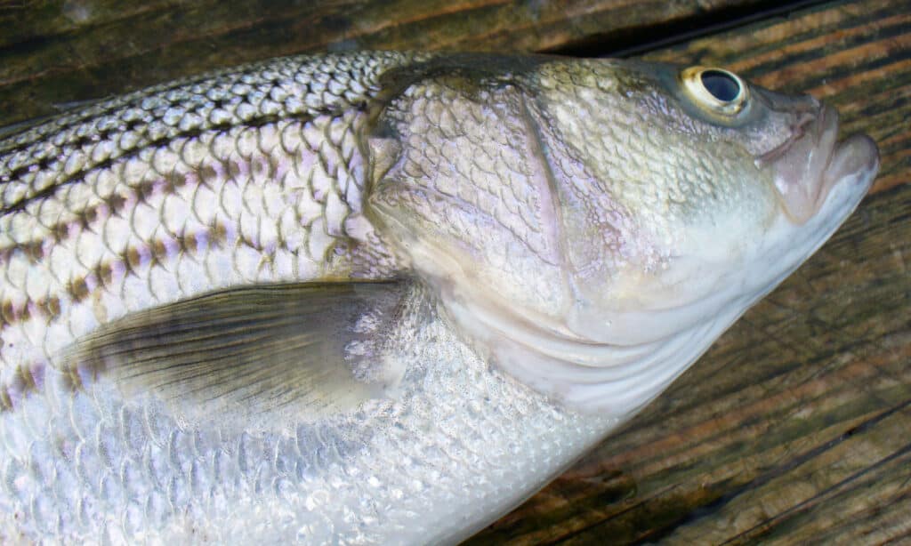 Discover the 15 Largest Fish Ever Caught in Tennessee