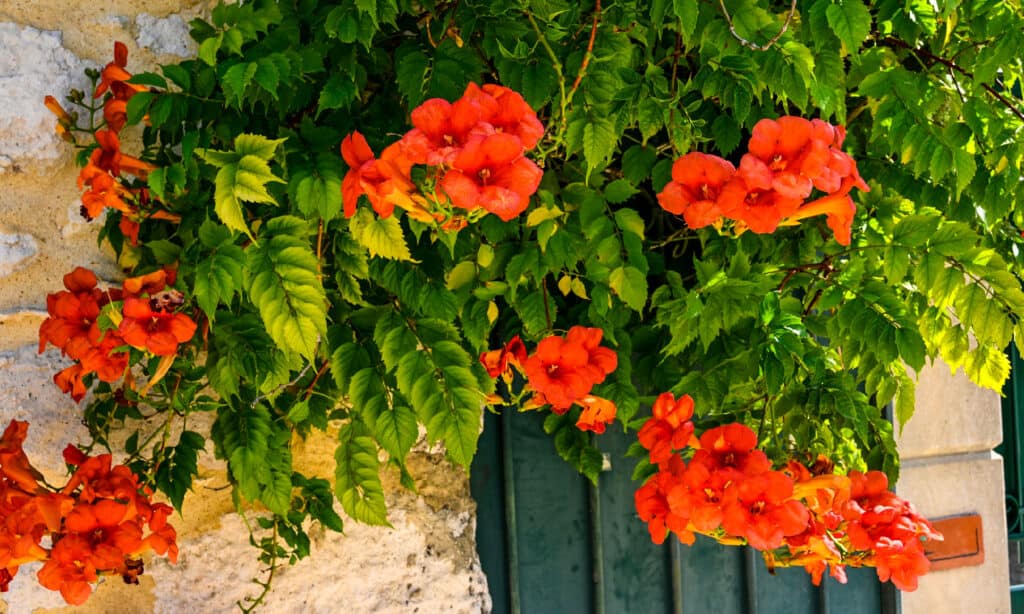 23 Beautiful Types of Red Wildflowers