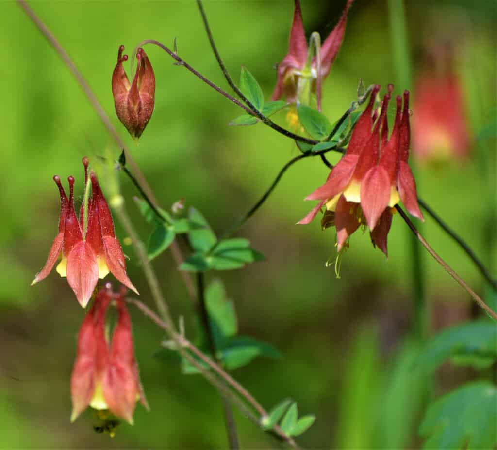 23 Beautiful Types of Red Wildflowers