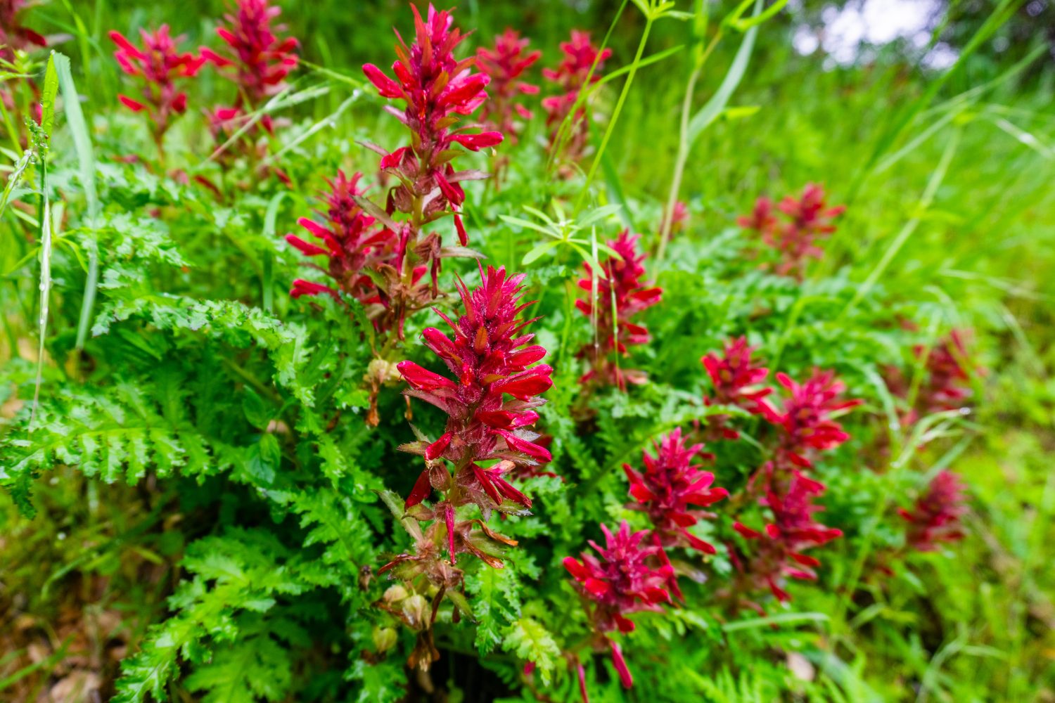 23 Beautiful Types of Red Wildflowers