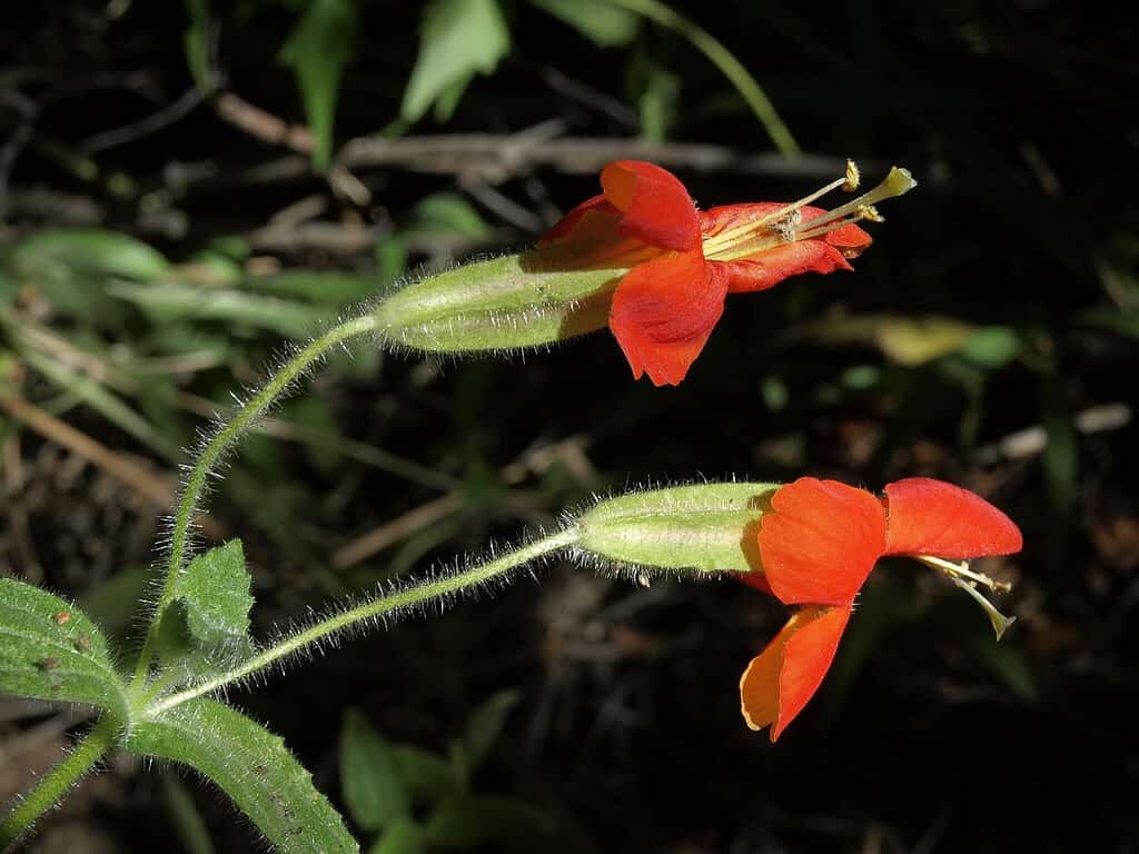 23 Beautiful Types of Red Wildflowers