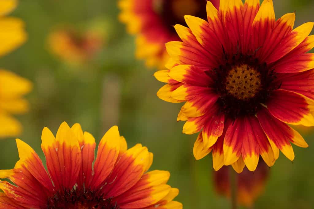 23 Beautiful Types of Red Wildflowers