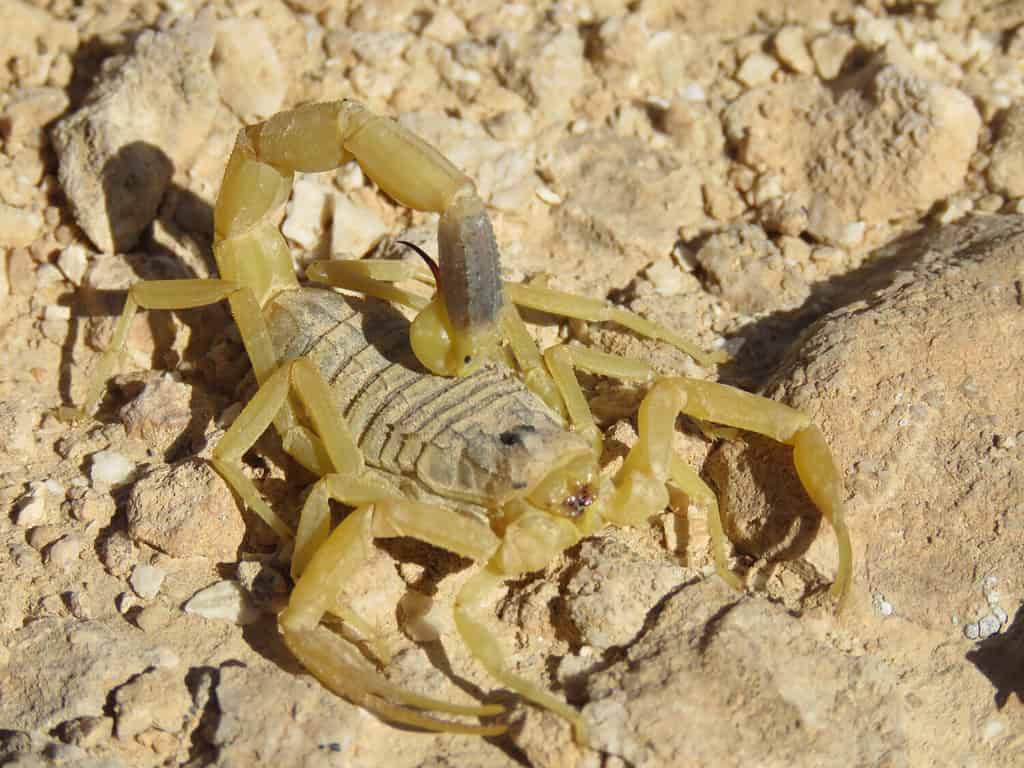 The 11 Most Dangerous Animals Lurking in the Sahara Desert